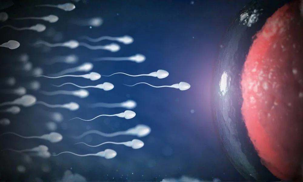 Sperm Health Matters: Male Fertility Tests Every Couple Needs